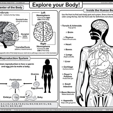 Human body learning placemat back with brain diagram, internal organs and anatomy coloring activity