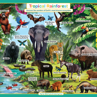 Tropical Rainforest Placemat