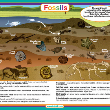 Fossils Placemat