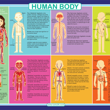 Human body Placemat