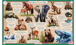 Animal Families Placemat