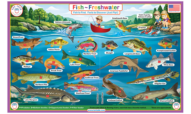 Freshwater fish learning placemat showing lake fish species and bait types for kids 