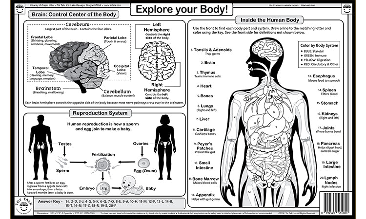 Human body learning placemat back with brain diagram, internal organs and anatomy coloring activity
