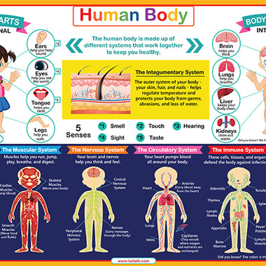 Human body placemat showing body systems, organs, senses and external body parts for kids