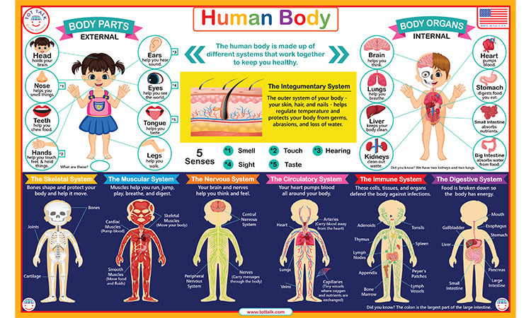 Human body placemat showing body systems, organs, senses and external body parts for kids