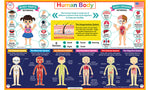 Human body placemat showing body systems, organs, senses and external body parts for kids