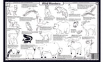 Mountain Wildlife placemat back with wild animal facts and coloring activity for kids