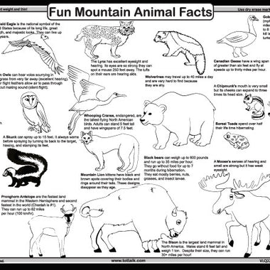 Mountain Animal Facts Placemat